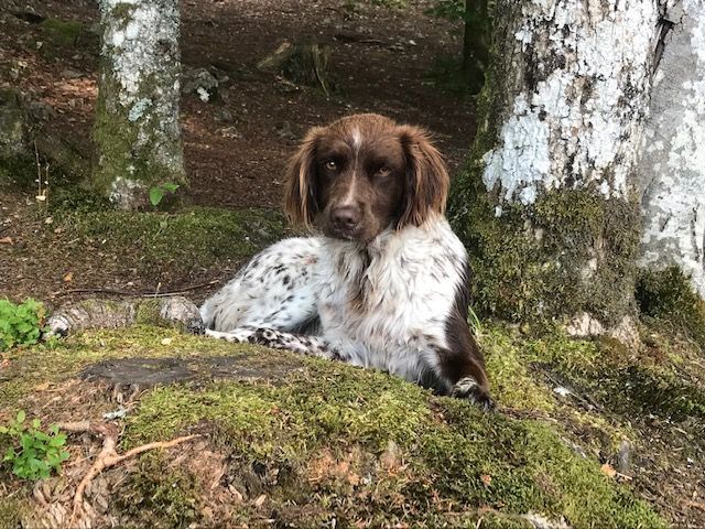 Nala Du Clos De Robersart